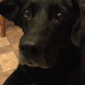 Meet your Posher, Bobby